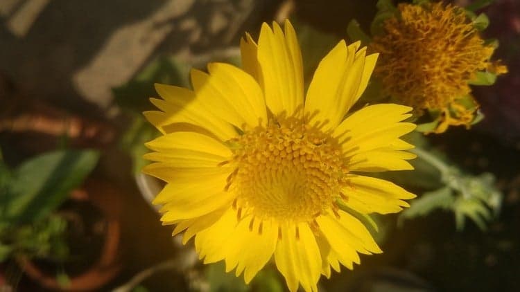 Unlock the Secrets of Polynomials: Command On Algebra - Free Udemy Course