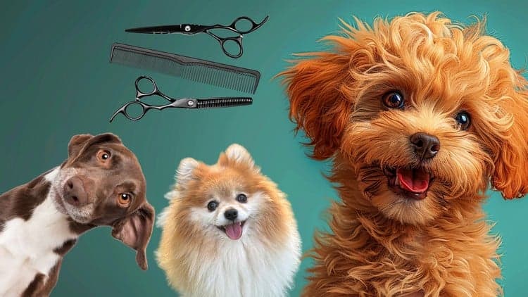 Pet Business with Dog Grooming for Aspiring Petpreneurs - Free Udemy Course