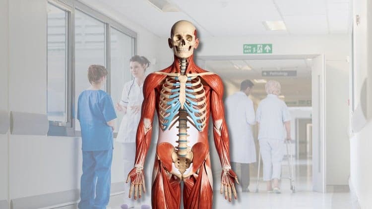 Human Anatomy & Physiology: Structural Organization of Body - Free Udemy Course